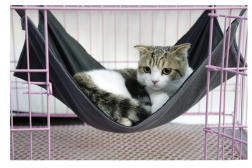 Waterproof Oxford Cloth Hat Hammock`