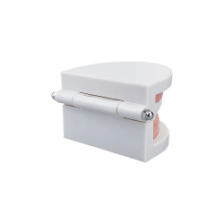 1pcs Cheap Standard Dental Model Teeth Teaching Model Plastic Teeth Model For Dentist Dental Students Studying Education Display