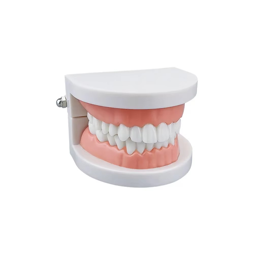 1pcs Cheap Standard Dental Model Teeth Teaching Model Plastic Teeth Model For Dentist Dental Students Studying Education Display