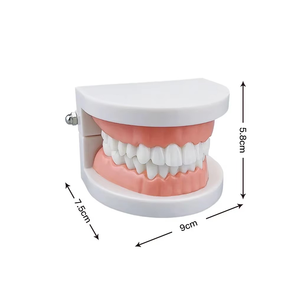 1pcs Cheap Standard Dental Model Teeth Teaching Model Plastic Teeth Model For Dentist Dental Students Studying Education Display